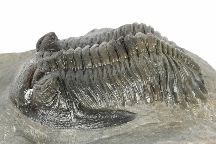 Detailed Hollardops Trilobite - Ofaten, Morocco #189695